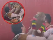 Llama habría sido obligada a tomar cerveza durante festividad en Cusco