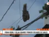 Trujillo: troncos quedan colgados de cables y ponen en riesgo a estudiantes en avenida Ejército