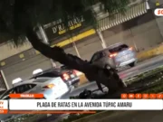 Trujillo: denuncian plaga de ratas en av. Túpac Amaru