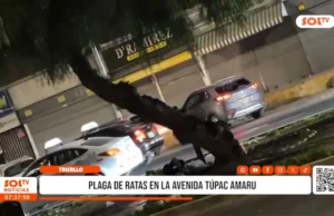 Trujillo: denuncian plaga de ratas en av. Túpac Amaru