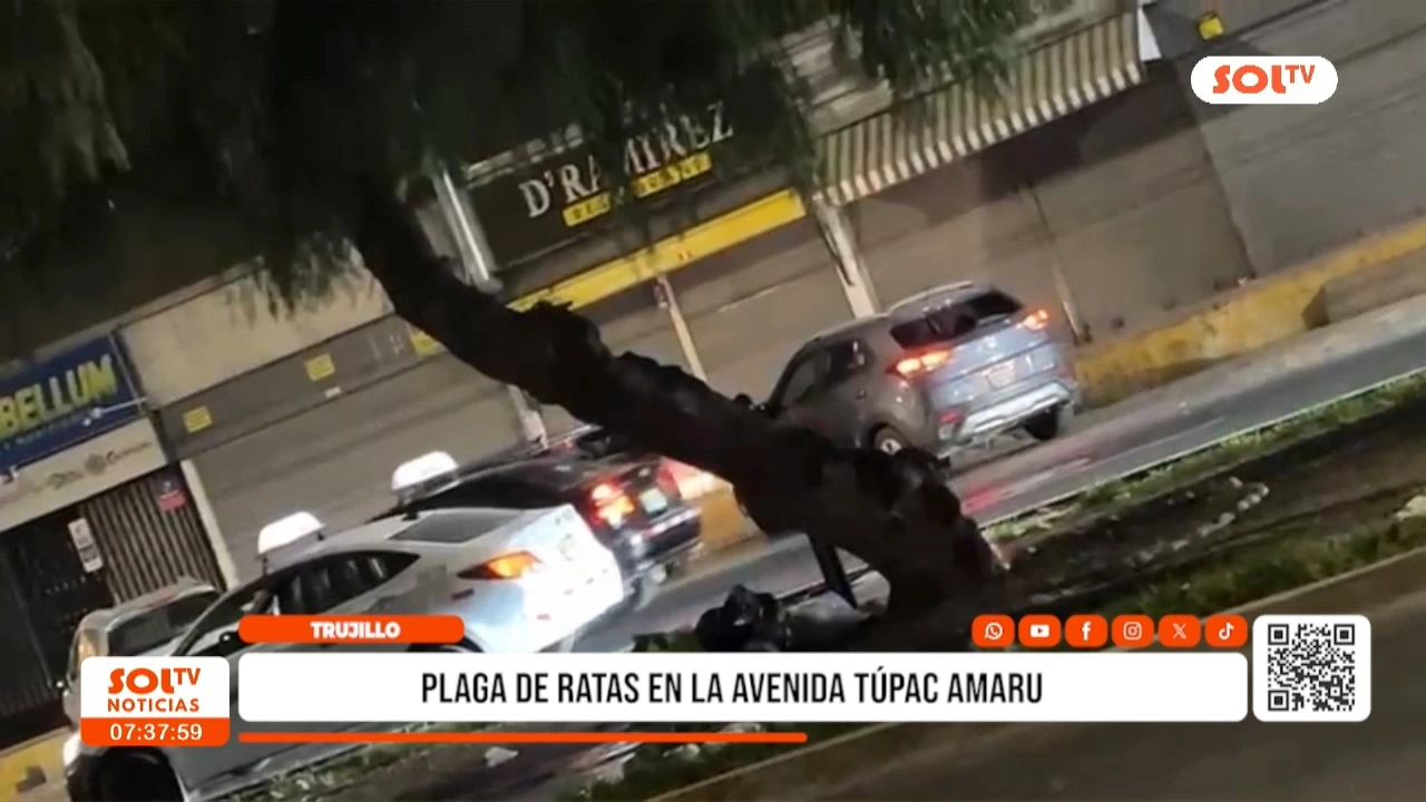 Trujillo: denuncian plaga de ratas en av. Túpac Amaru