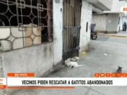Chiclayo: más de 50 gatos viven abandonados en una vivienda del pueblo joven 9 de Octubre