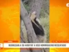 Piura: liberan a oso hormiguero que sobrevivió a un incendio forestal