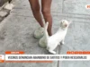 Chiclayo: vecinos denuncian abandono de gatitos y piden rescatarlos