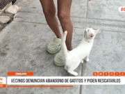 Chiclayo: vecinos denuncian abandono de gatitos y piden rescatarlos